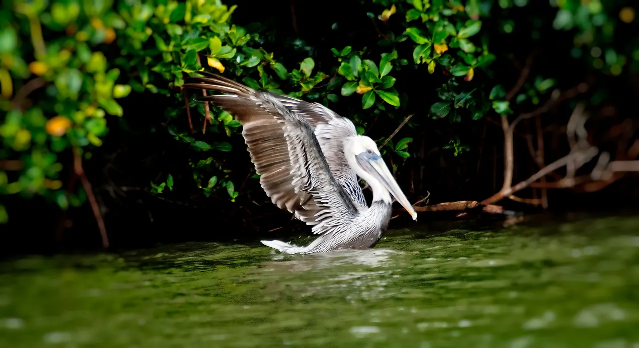 A pelican landing in the mangroves at La Parguera
