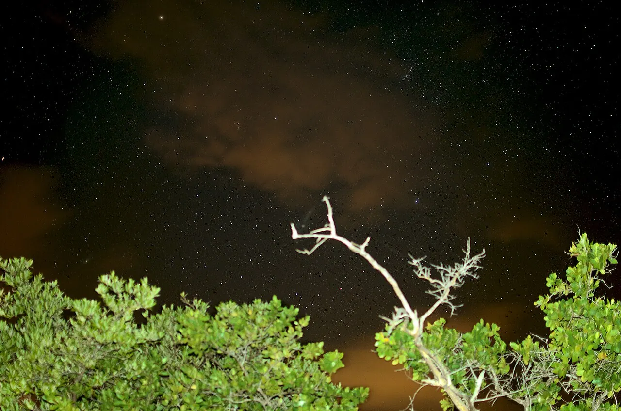Mosquito Bay on Vieques at night, ringed by mangroves
